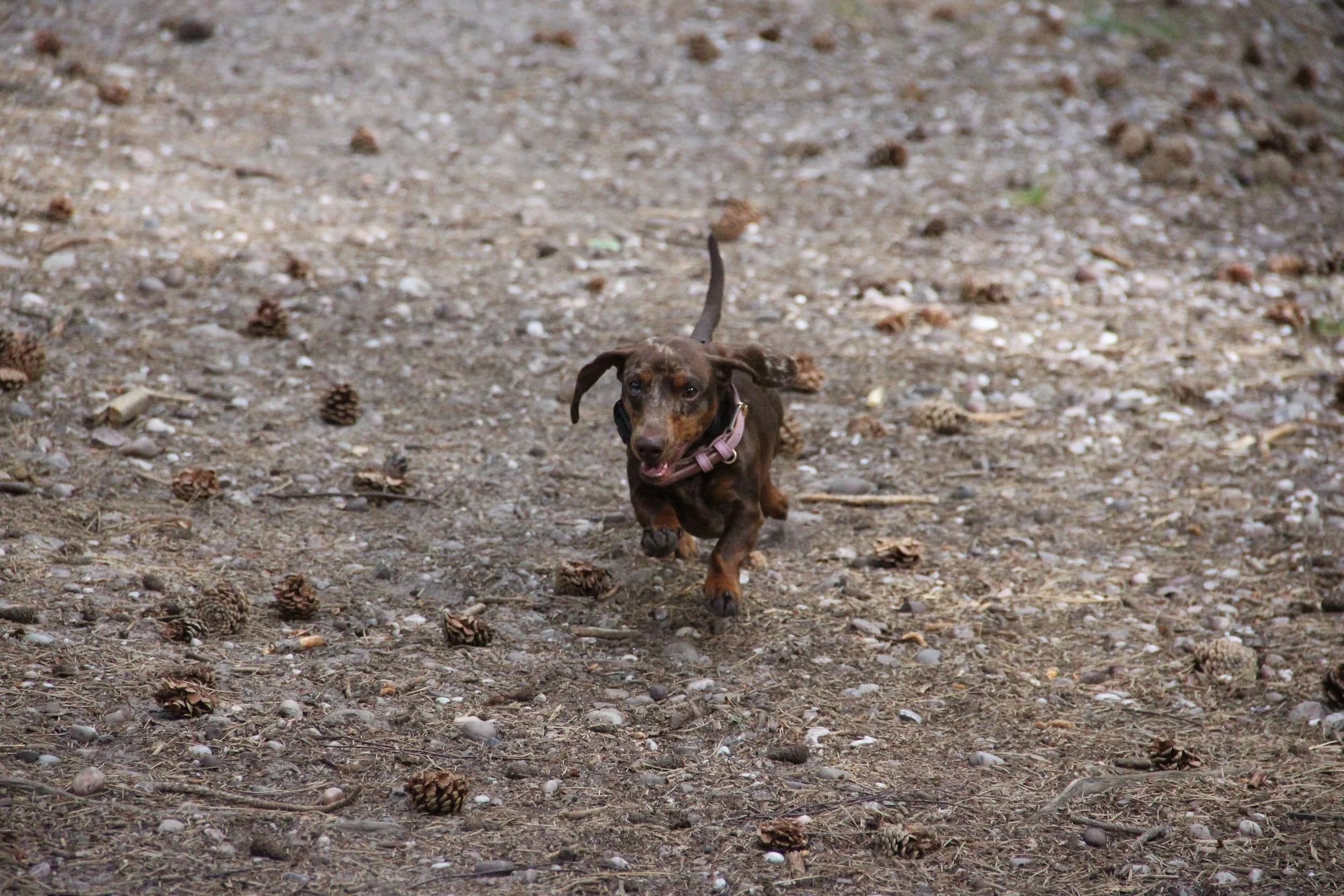 Coconut, a brown dapple dachshund running through woodland