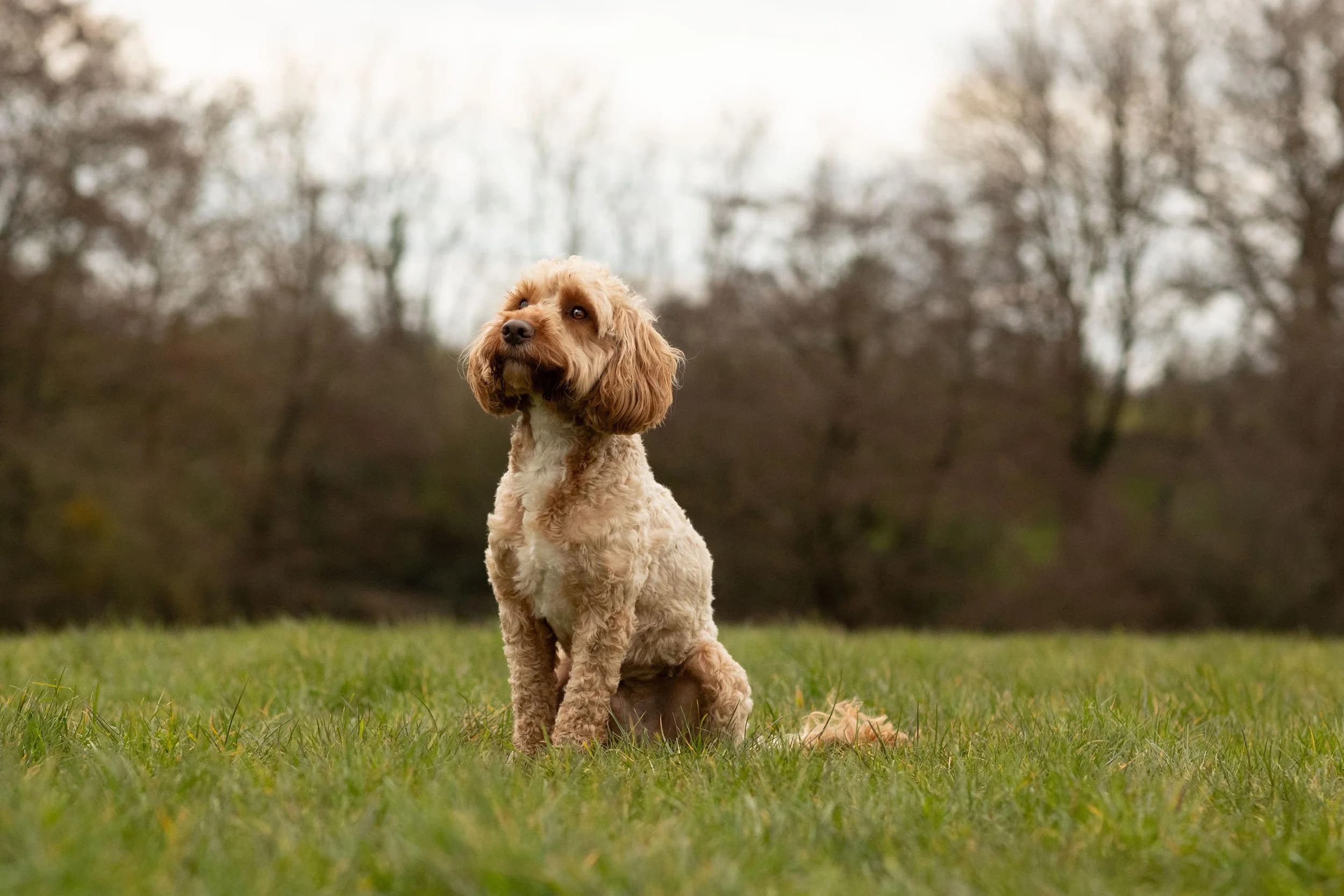 Marley, a curly apricot Cockapoo, sitting in a field