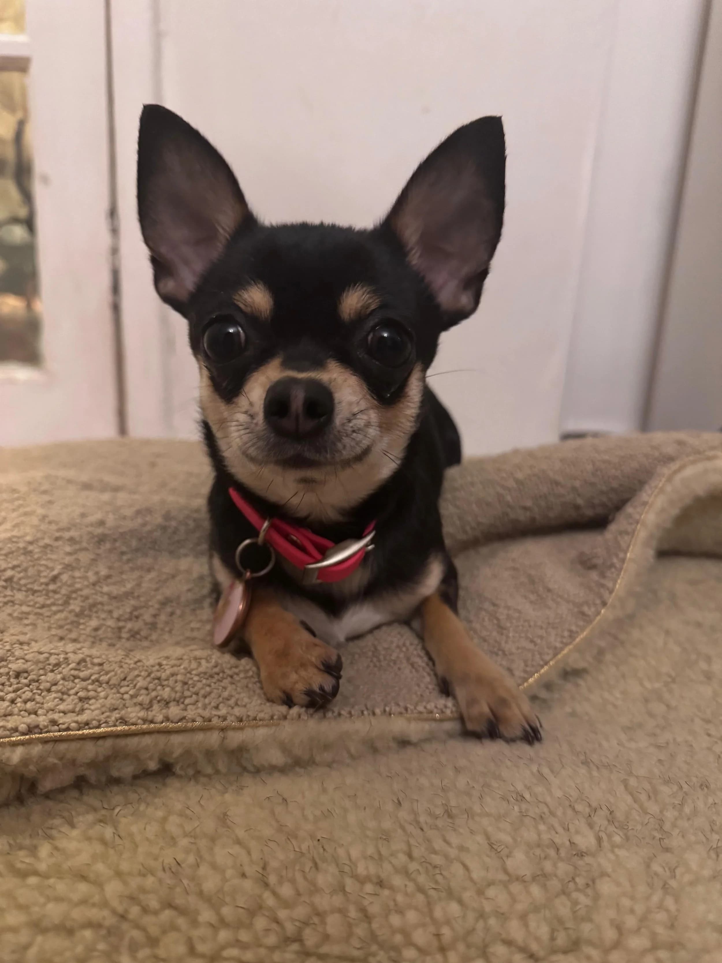 Minnie, a black and tan Chihuahua on a blanket