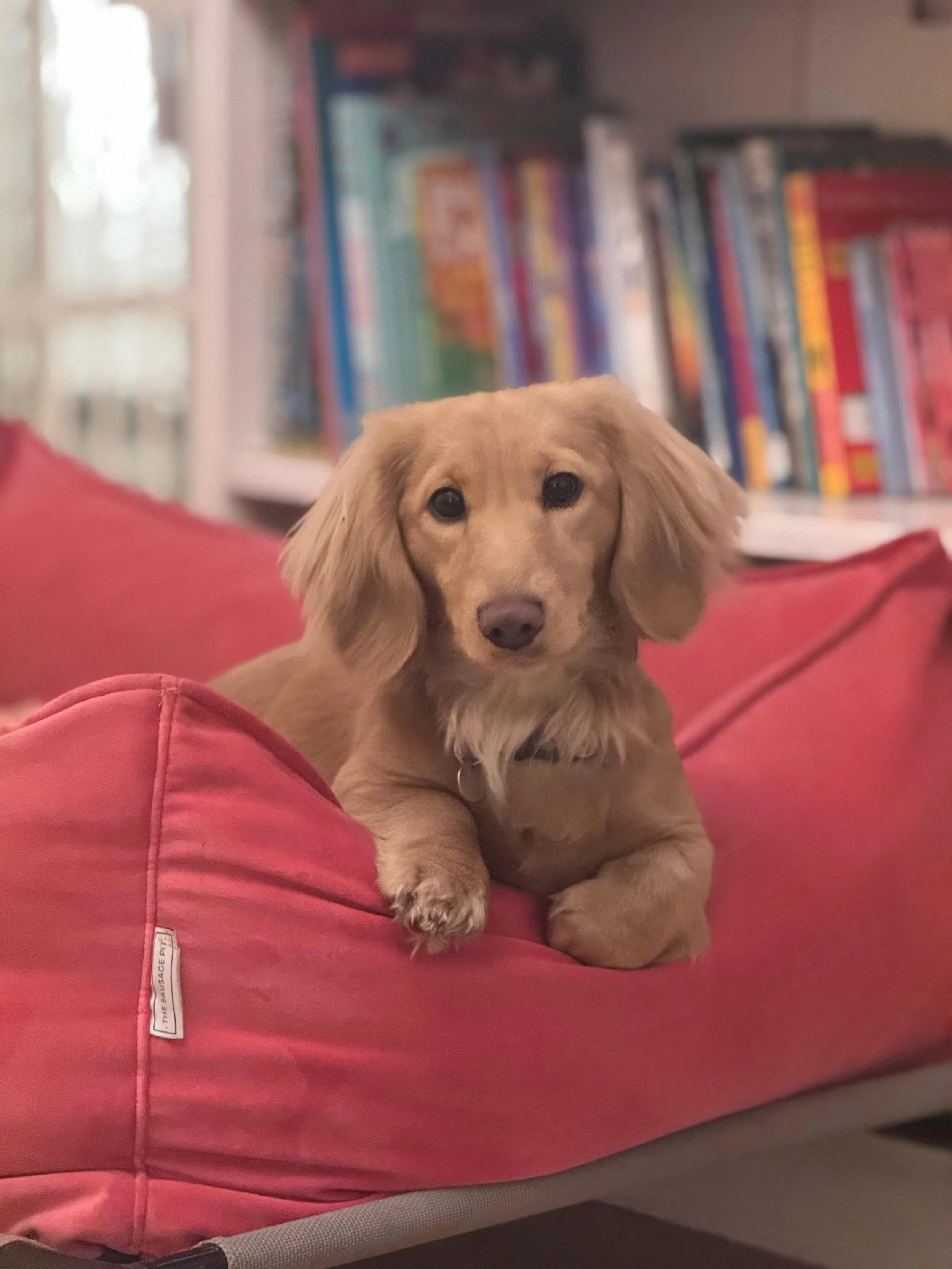 Noodle, a cream long haired dachshund in a pink bed