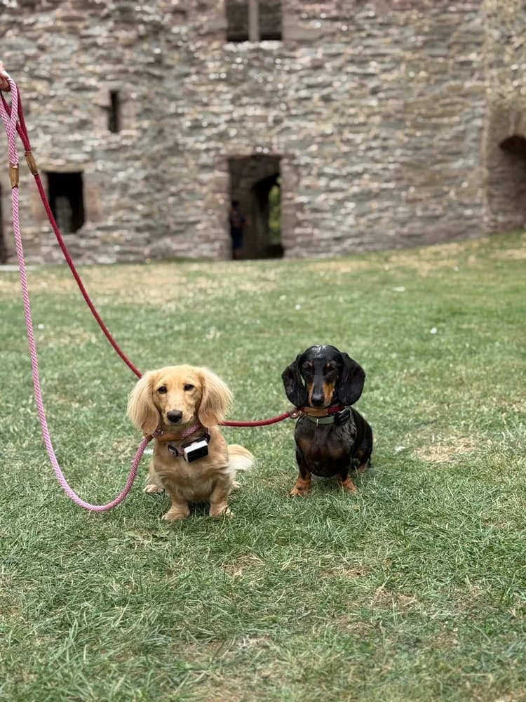 Two dachshunds outdoors during an in person training session vibe