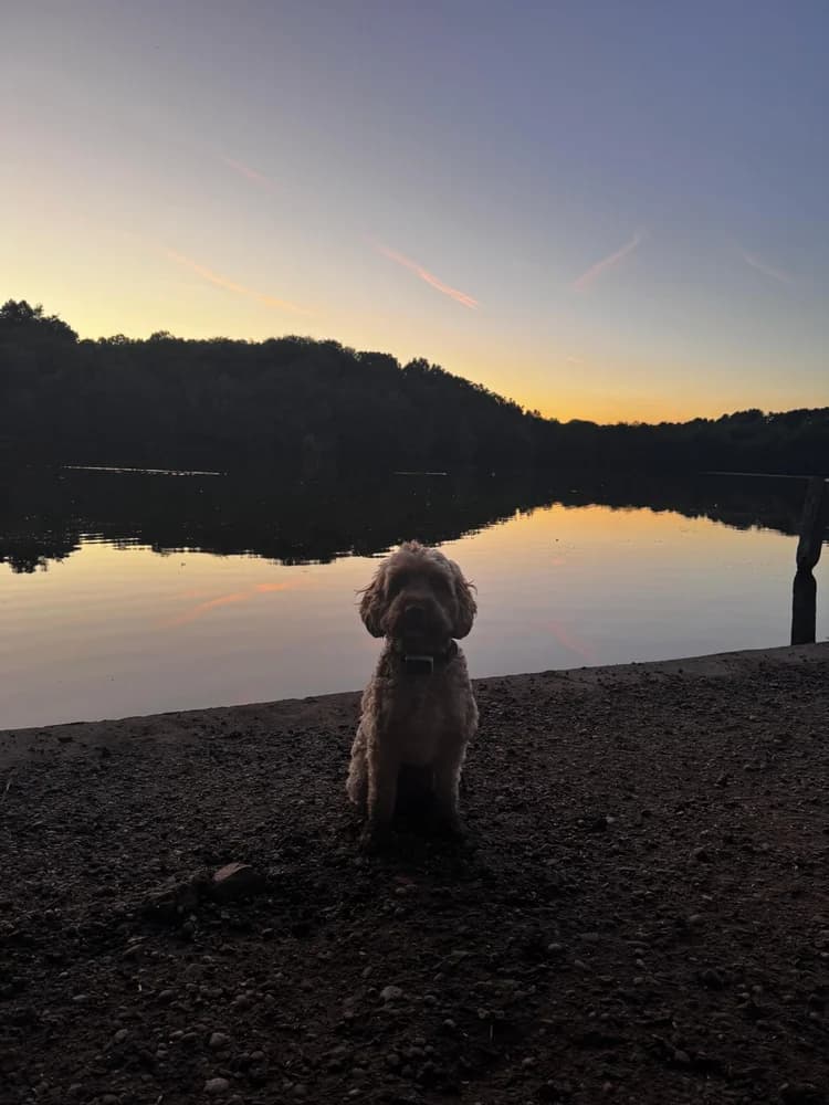 A small dog outdoors, lifestyle image for the Virtual Program