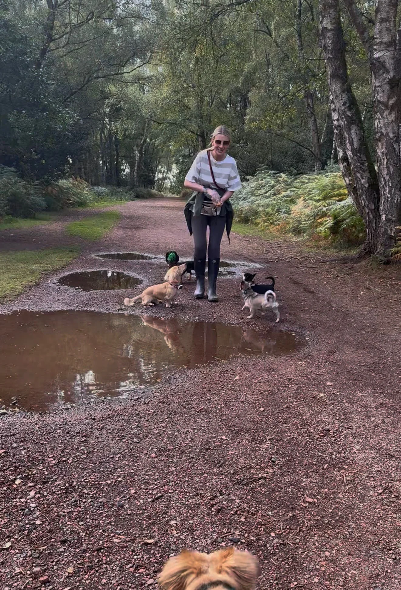 Anya walking a pack of small dogs