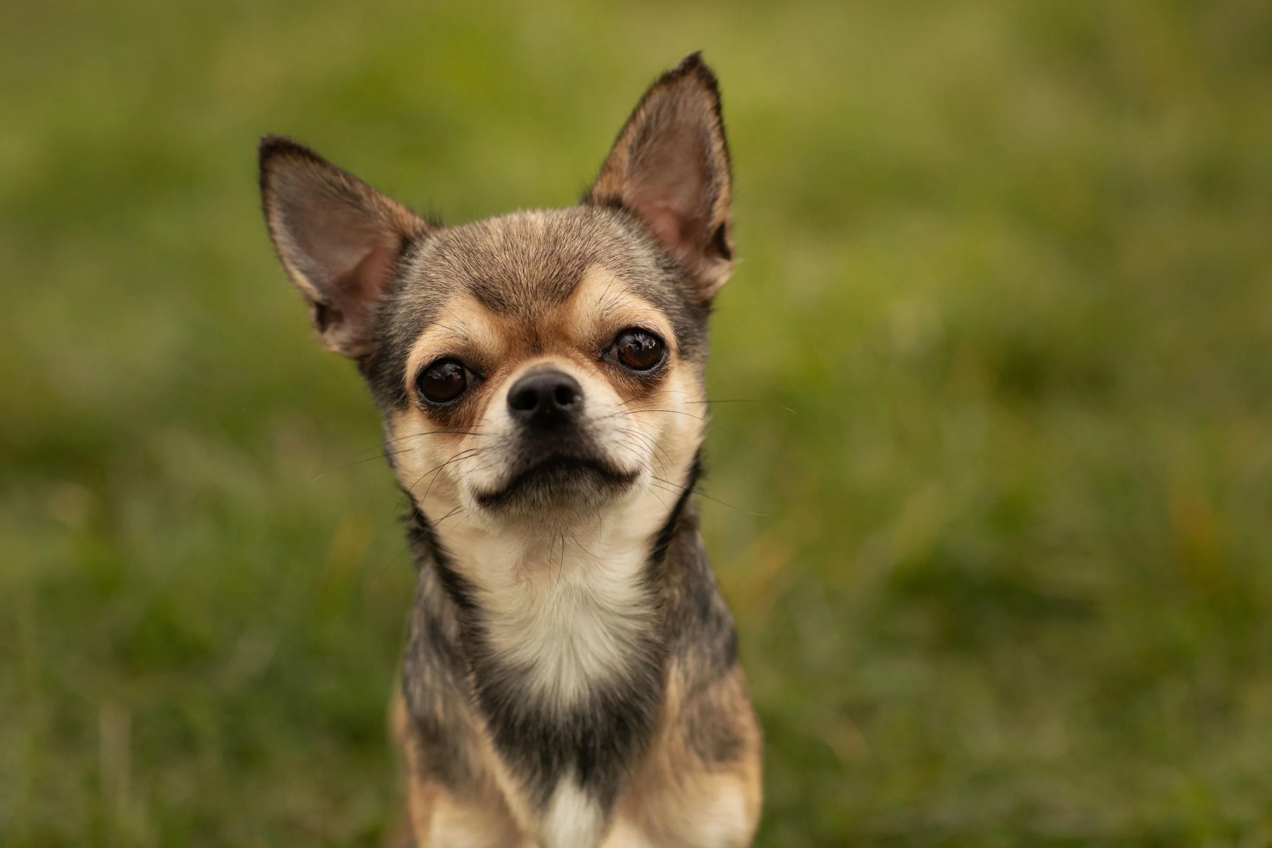 Charlie, a Chihuahua, looking toward the camera
