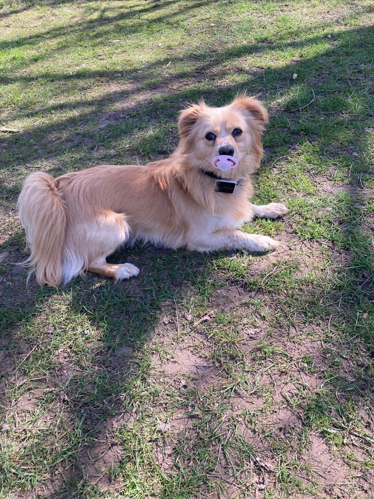 Chip, a small golden dog with a pink pacifier