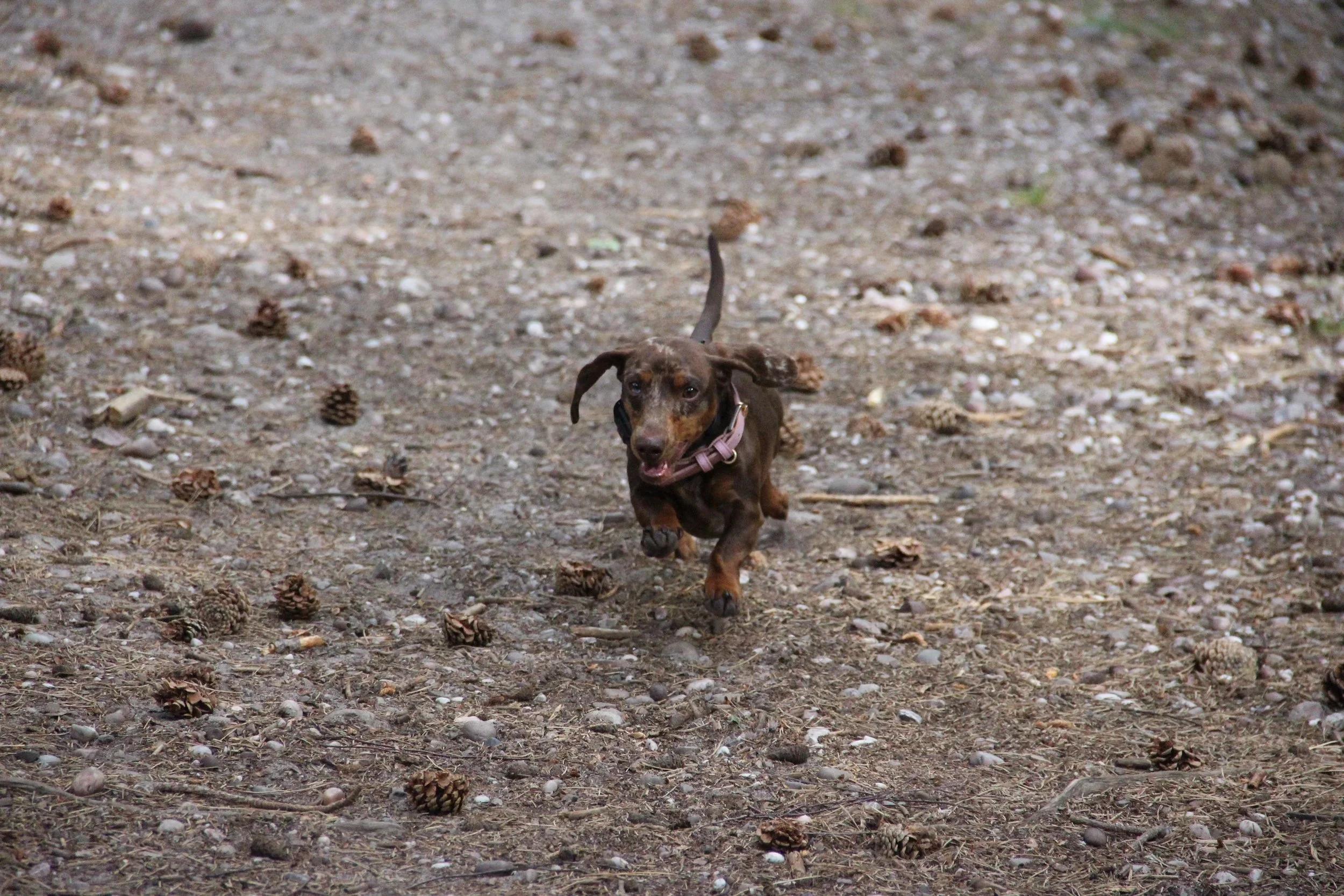 Coconut, a brown dapple dachshund running through woodland