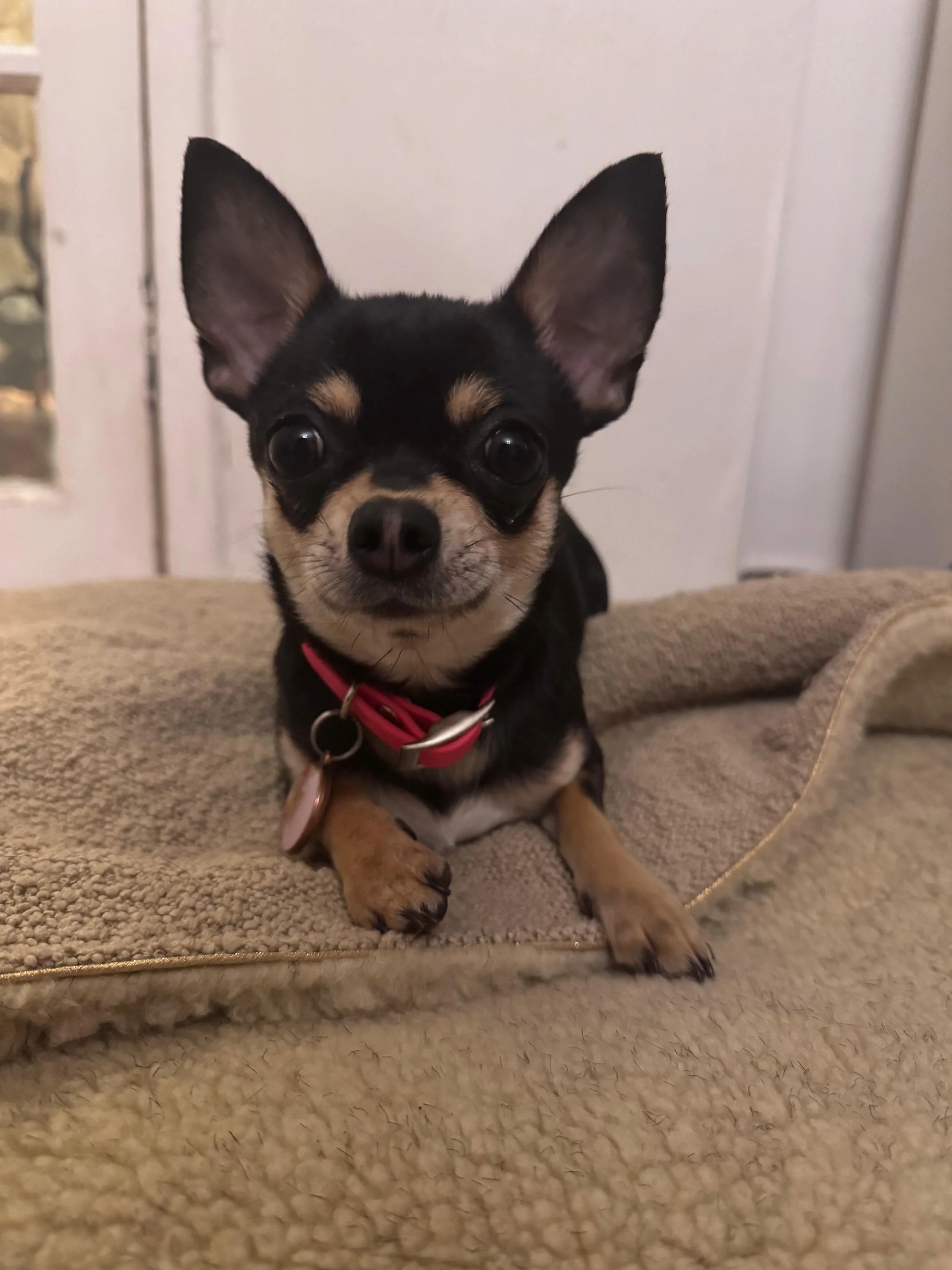 Minnie, a black and tan Chihuahua on a blanket