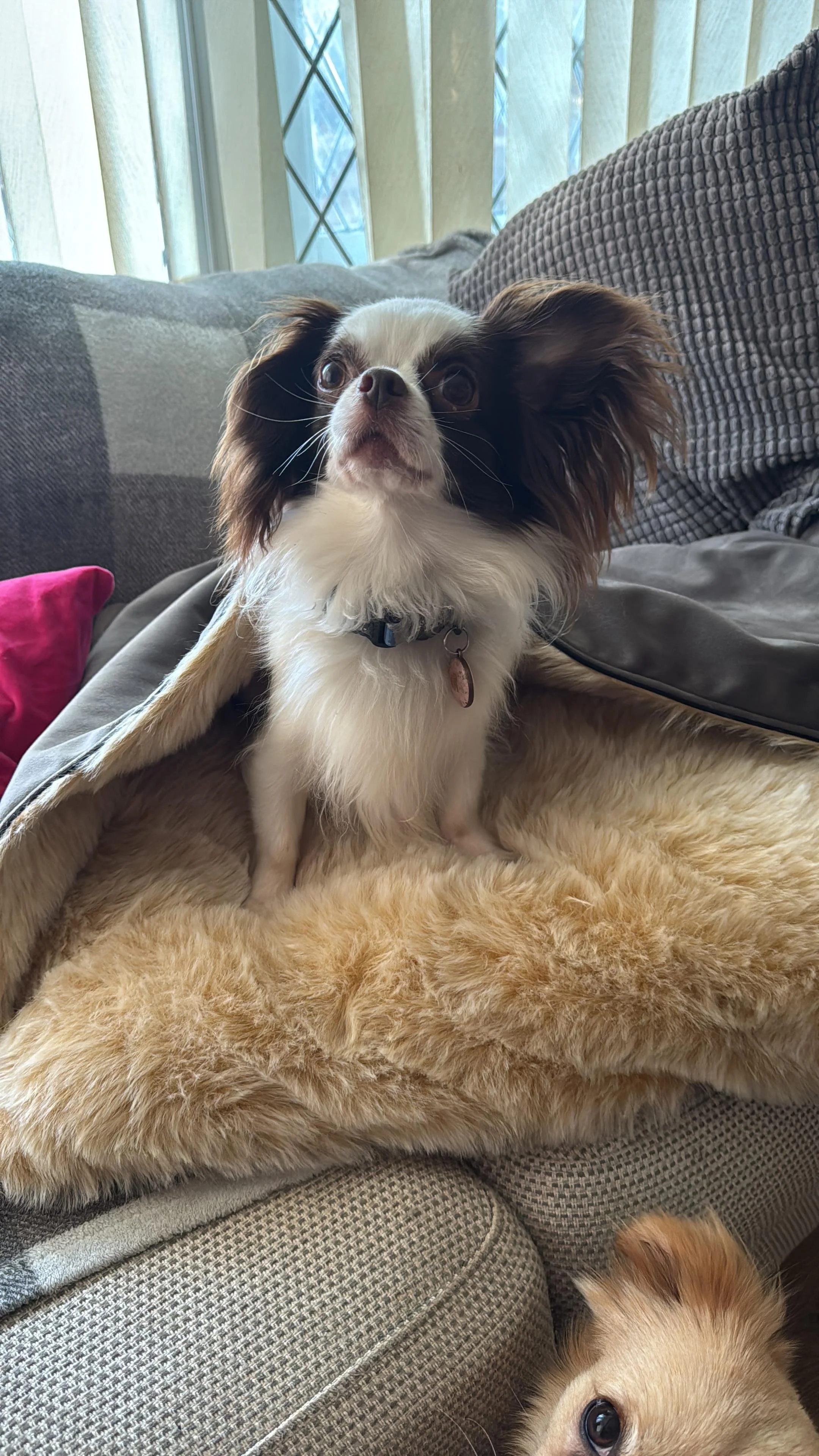 Rolo, a long haired white and brown dog on a sofa
